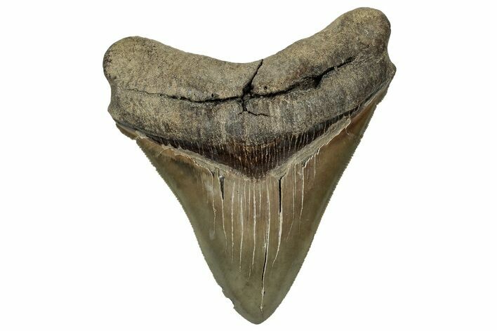 Serrated, Fossil Megalodon Tooth - South Carolina #324284